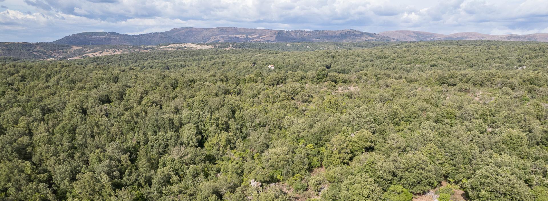 meana - il bosco di ortuabis