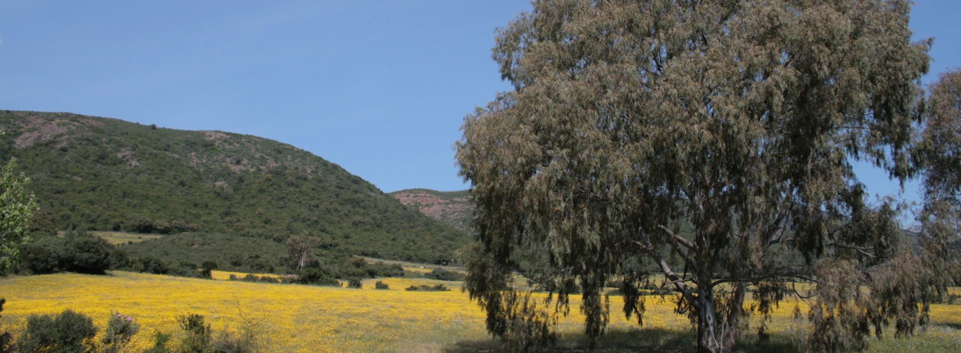 Campagna di Santadi