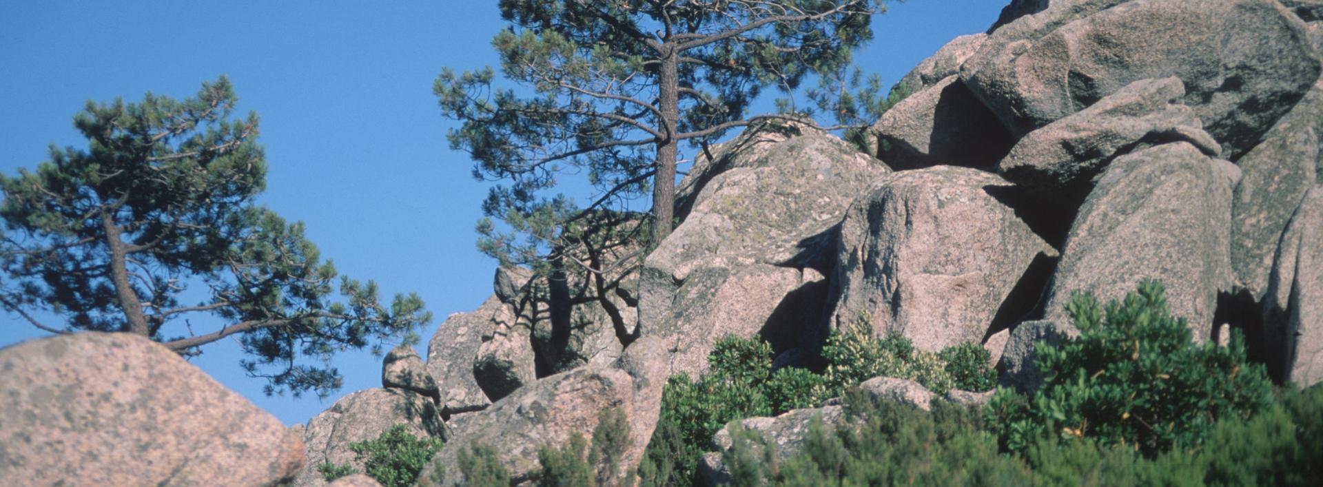 Larici tra le rocce del Monte Limbara