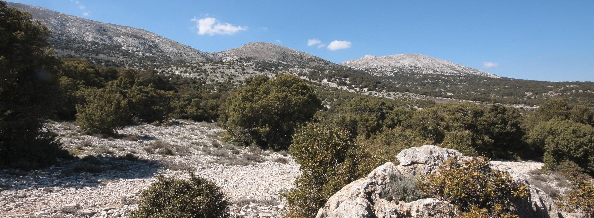 Montes, panorama. Sullo sfondo i rilievi calcarei di Gattinarvu, Punta Lolloine e Punta sa Pruna