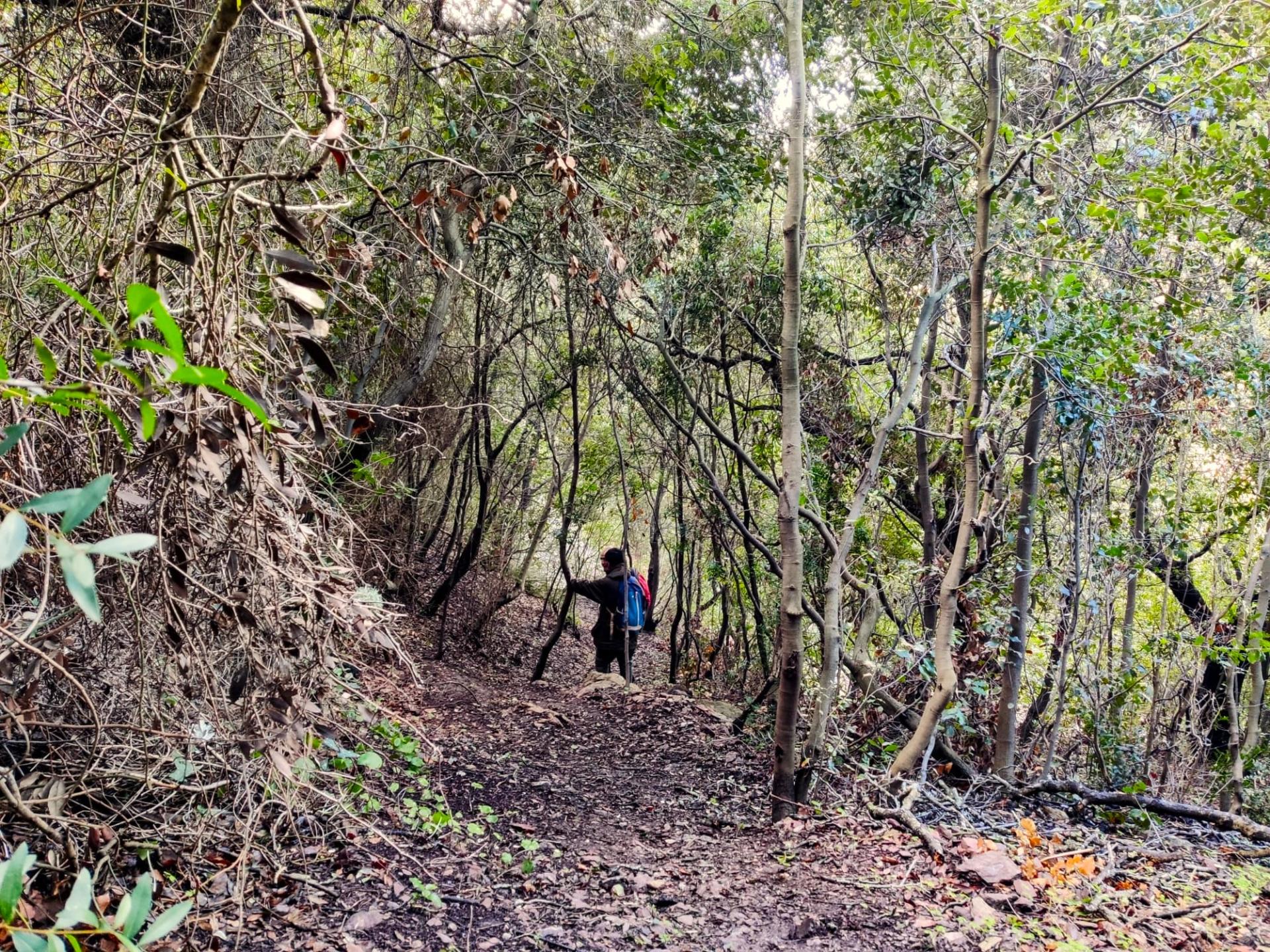 Lungo il 515, sotto il bosco