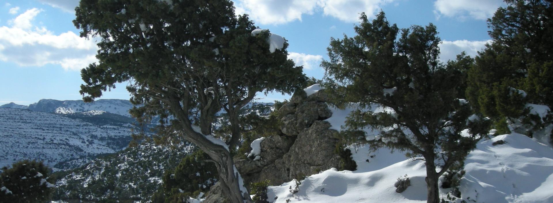 Sa Portiscra - Ginepro innevato