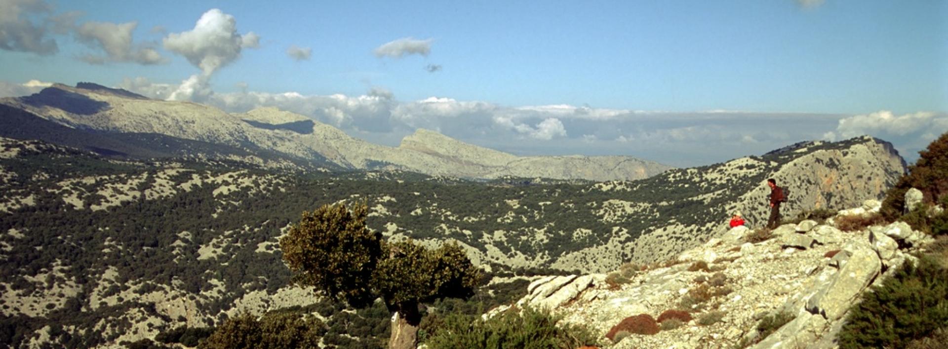 Supramonte di Urzulei, pascolo brado