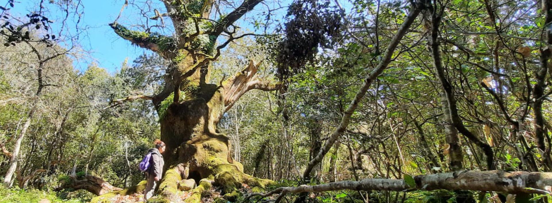 Roverella Monumentale di Sa melabrina (Sentiero 602 A)