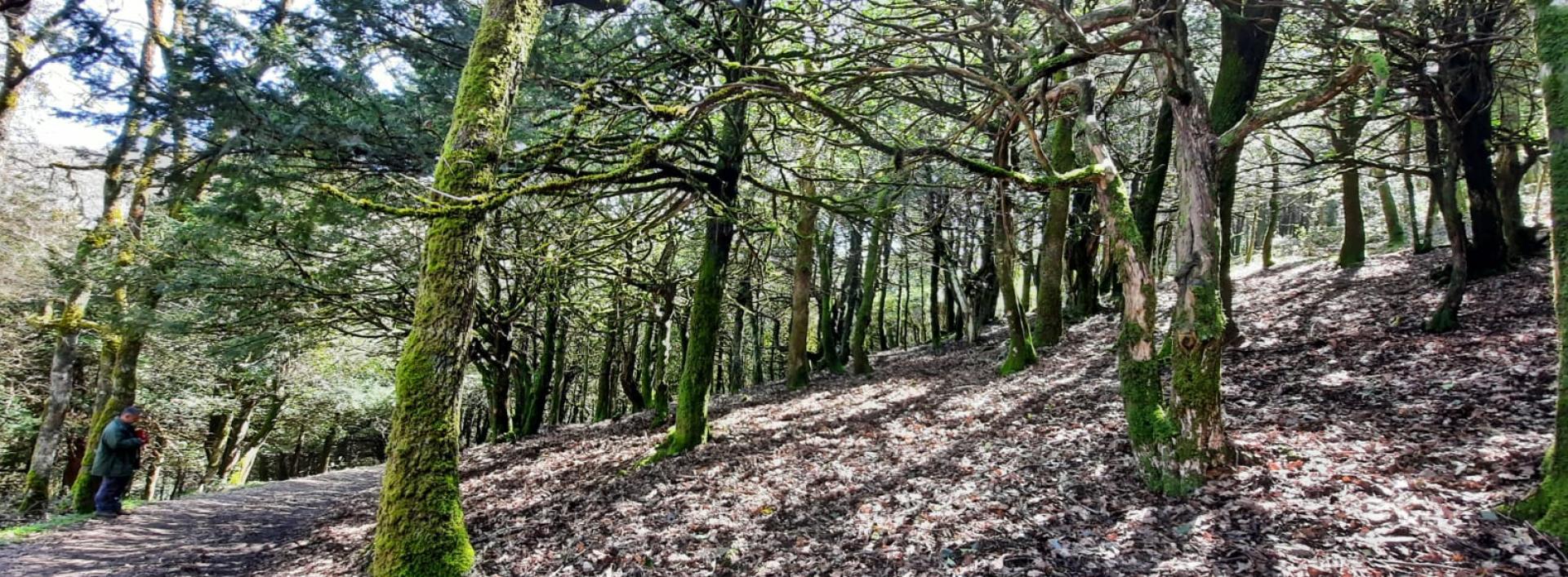 Sos Nibberos, foresta di perastri