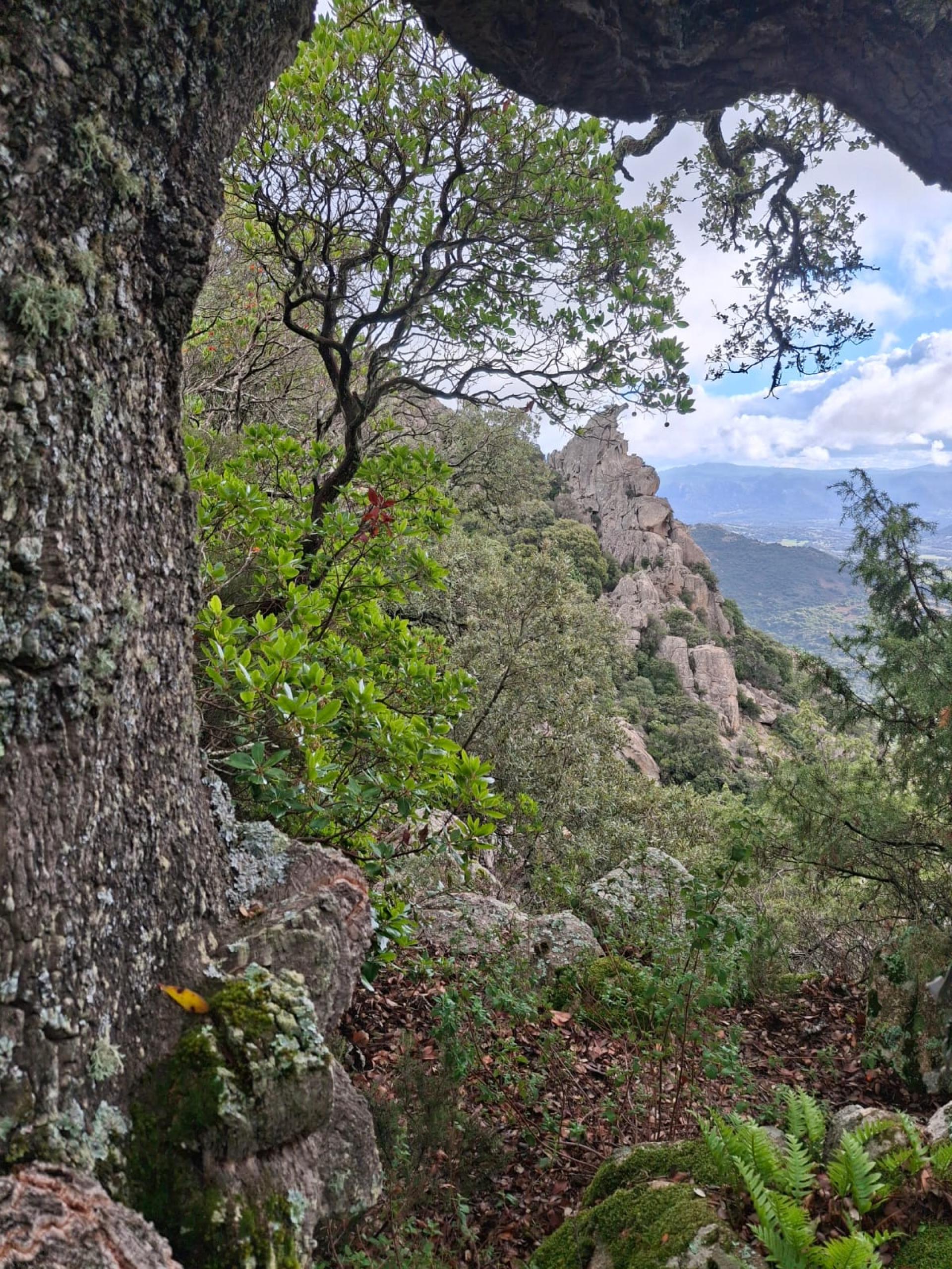 Percorso breve A proposto per Boschi Aperti 2025 intorno al Limbara sud