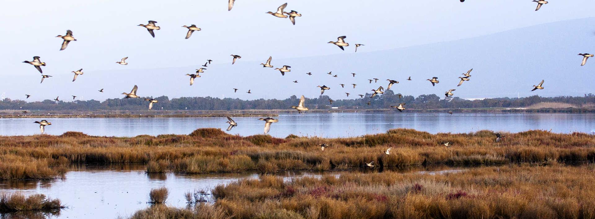 Stagno di S'ena Arrubia, Arborea