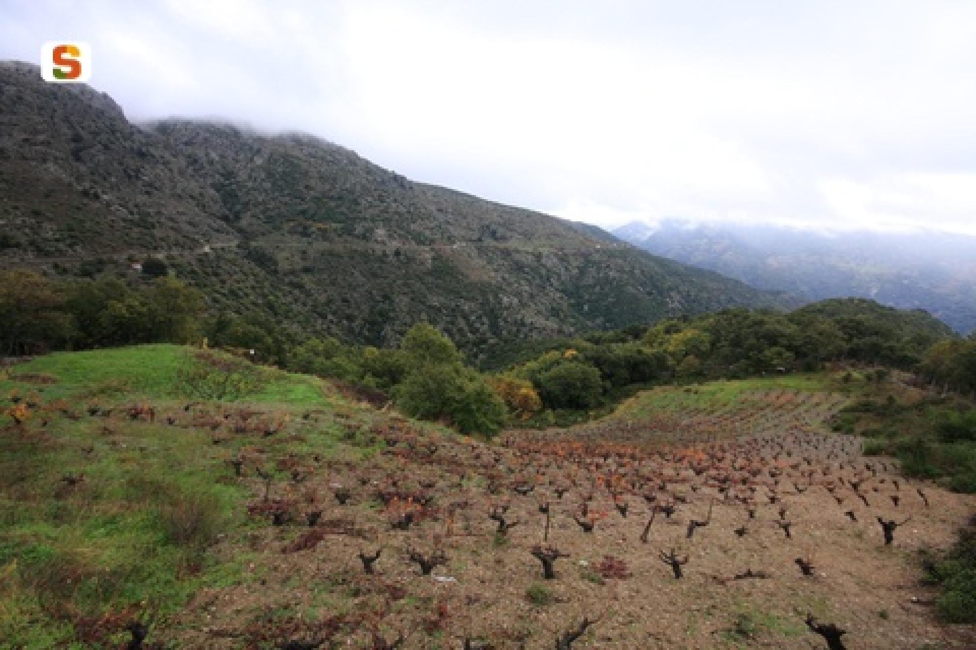 Aritzo, vigneto lungo la strada per la chiesa di Santa Maria.jpg