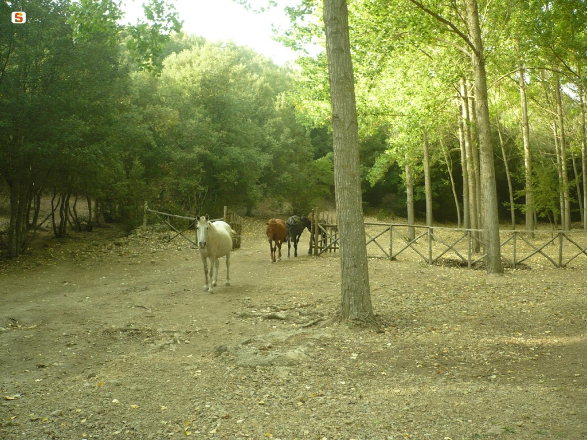 Cavalli del Sarcidano.jpg