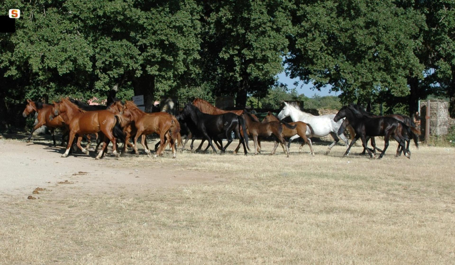 Ippodromo di Laconi.jpg