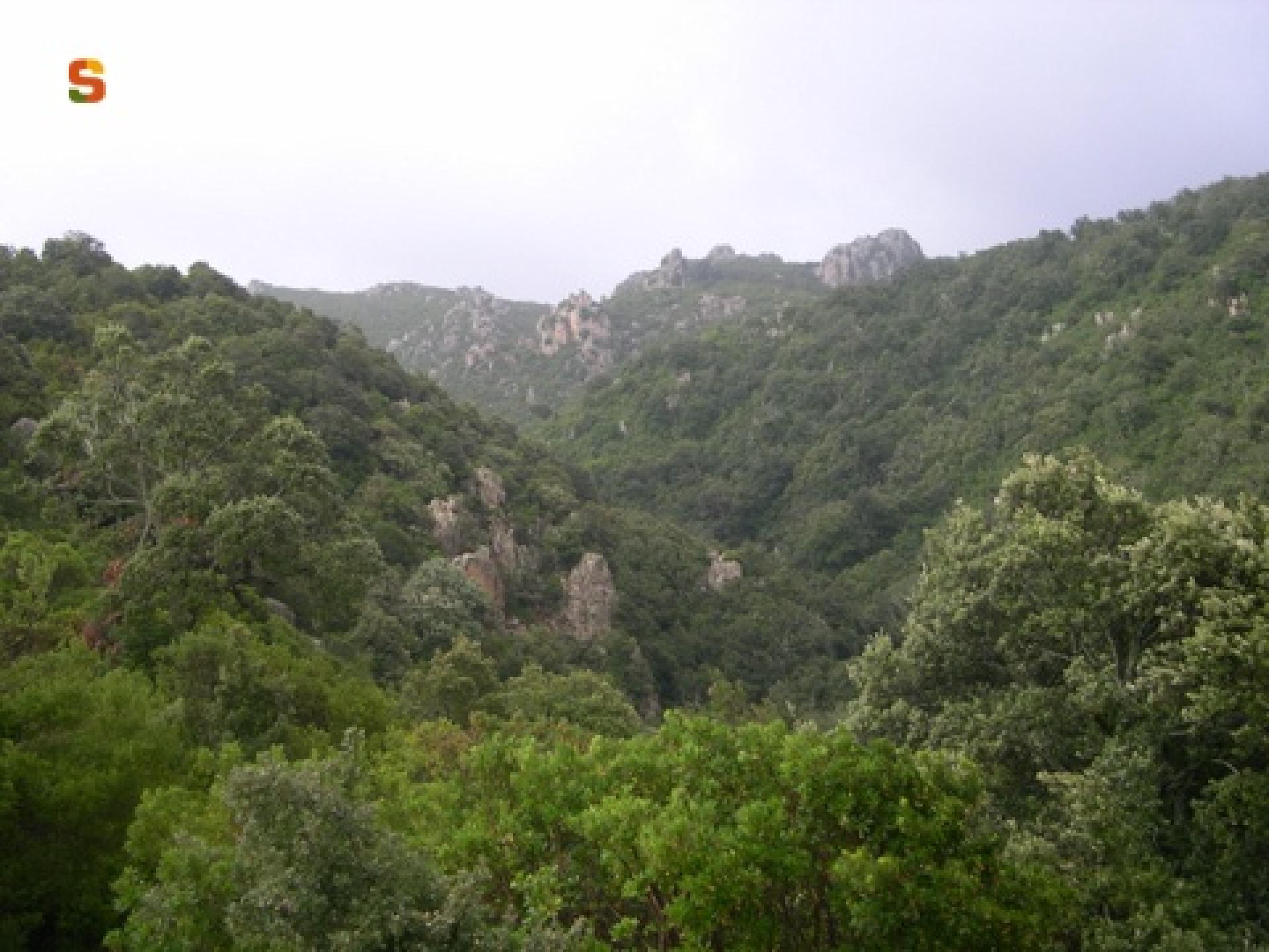 Panorama sul canale boscato.jpg