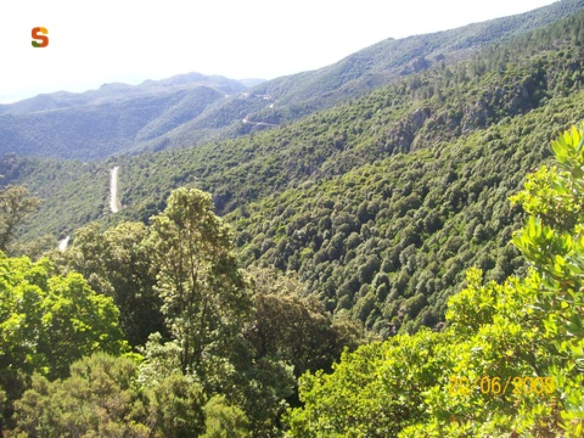 Talana, vista panoramica lungo il sentiero B-531 foto di Giampiero Incollu 2.jpg