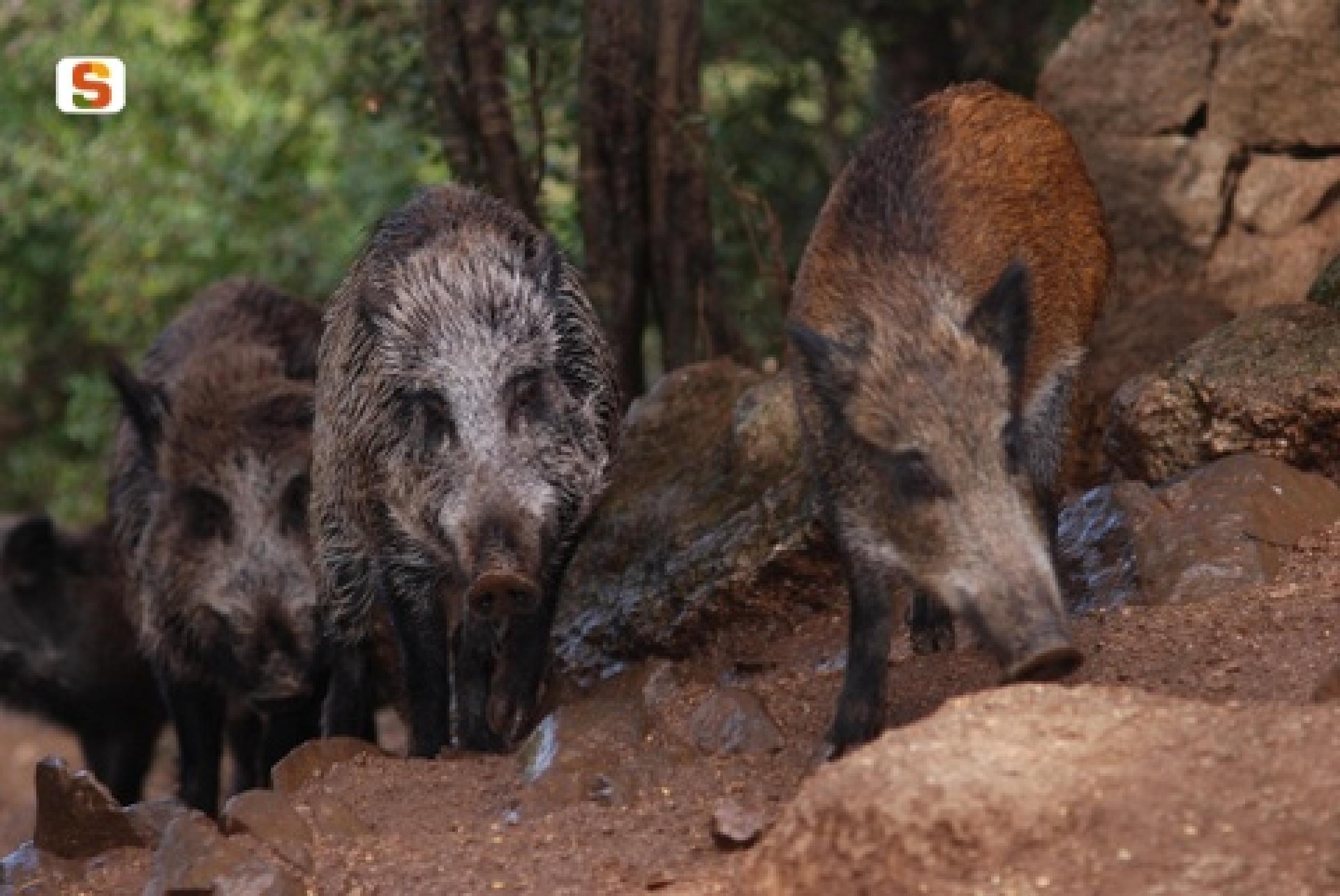 esemplari di cinghiale.jpg