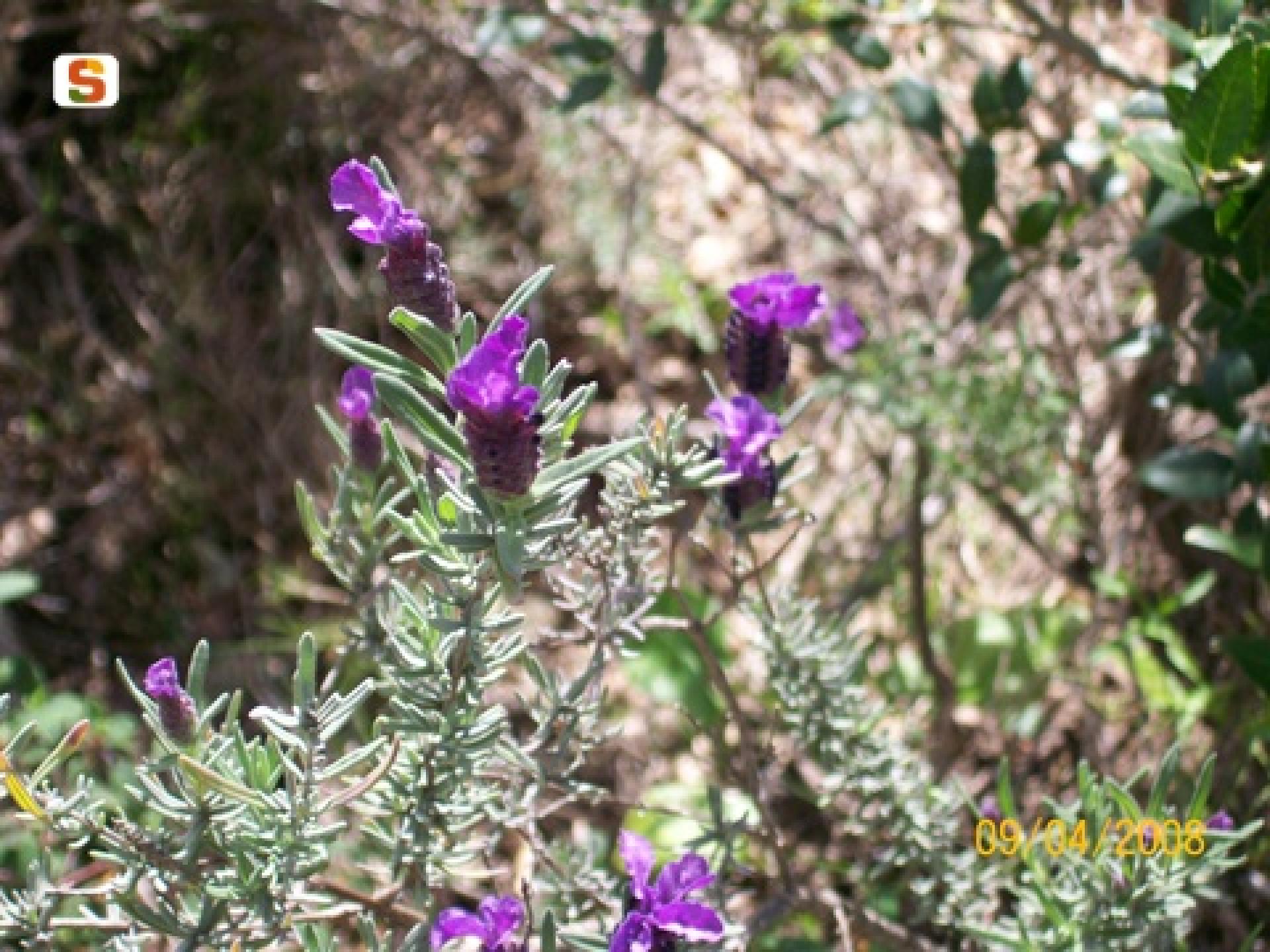 lavanda .jpg