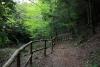 Foresta di Montarbu, sentiero T-112 lungo il rio Ermolinos Foresta di Montarbu, sentiero T-112 lungo il rio Ermolinos