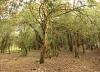 Sos Nibberos, il bosco dei tassi secolari Sos Nibberos, il bosco dei tassi secolari