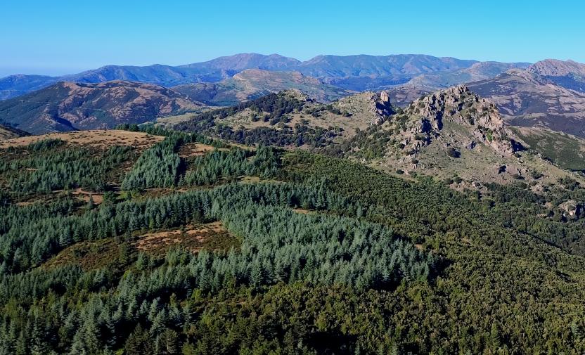 Forestas di Montes, nello sfondo M.Fumai e massiccio Gennargentu