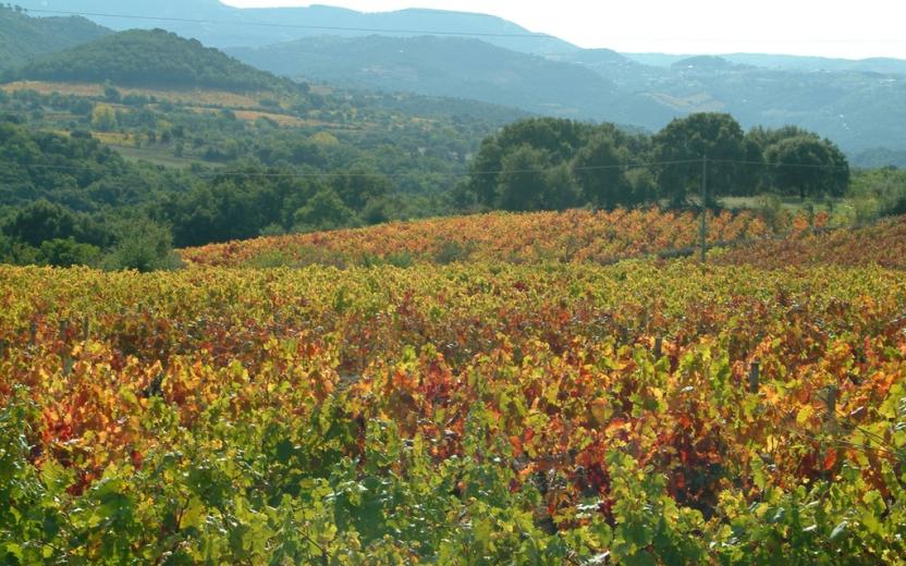Sorgono, un vigneto