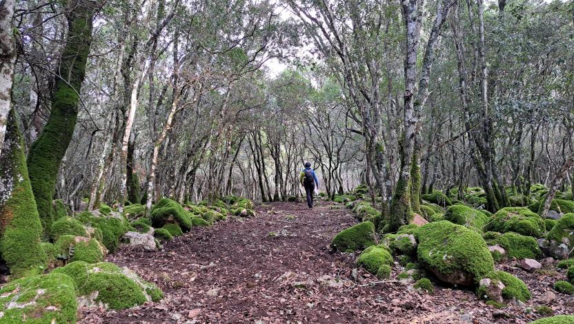 Nel bosco, lungo il sentiero D109A, rio Cannisoni, Villacidro