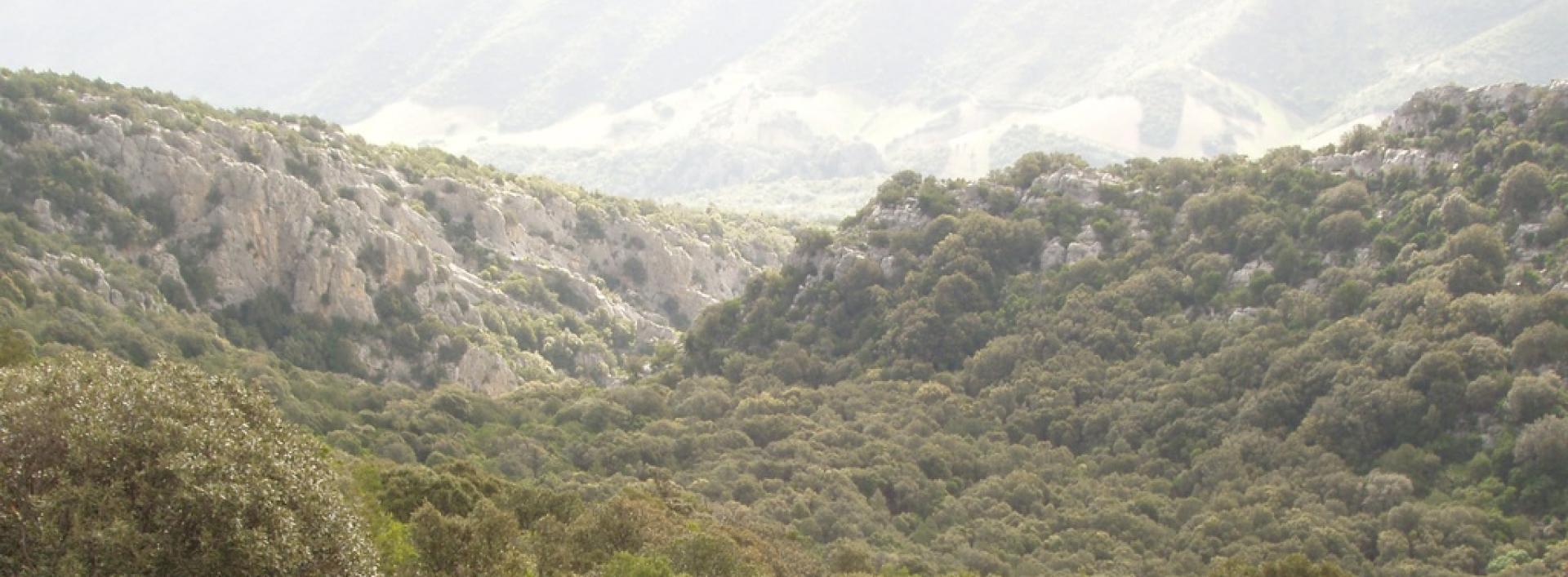 Vista panoramica della foresta Altudè