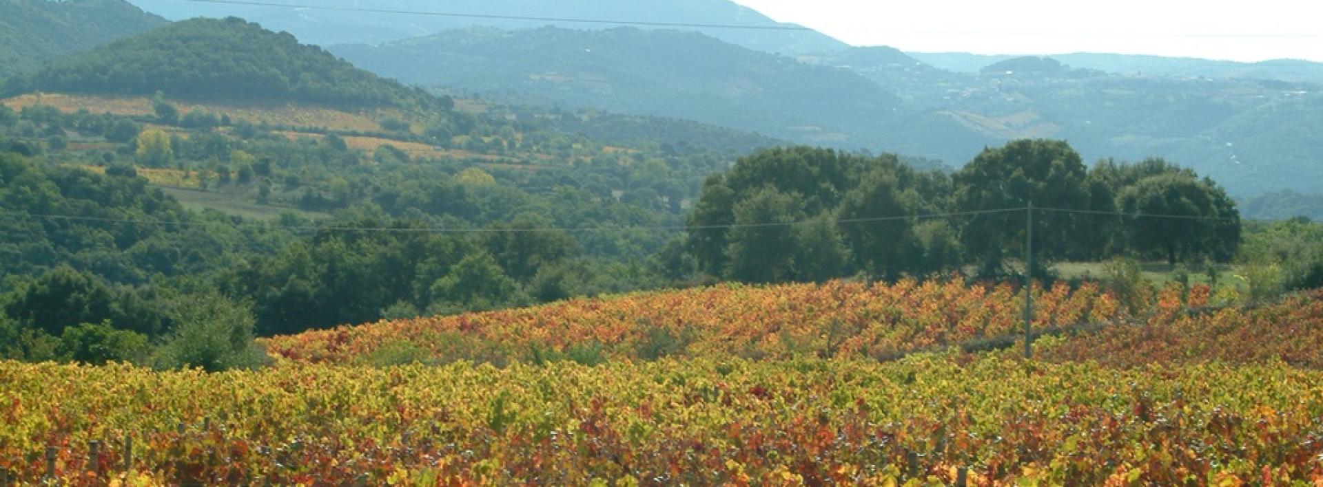 Sorgono, un vigneto