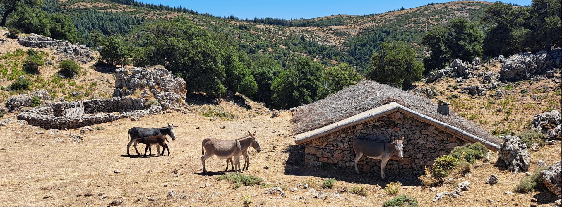 Antichi ovili, Gutturinu 'e Fumai, B441D