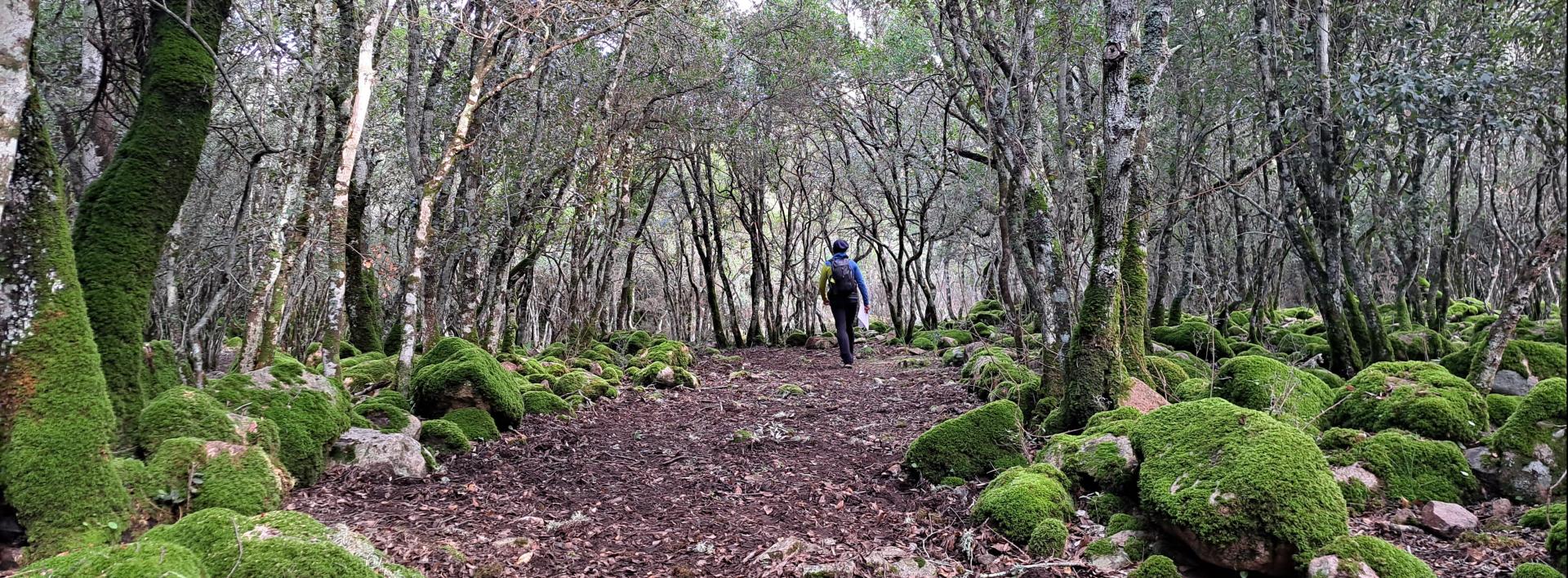 Nel bosco, lungo il sentiero D109A, rio Cannisoni, Villacidro