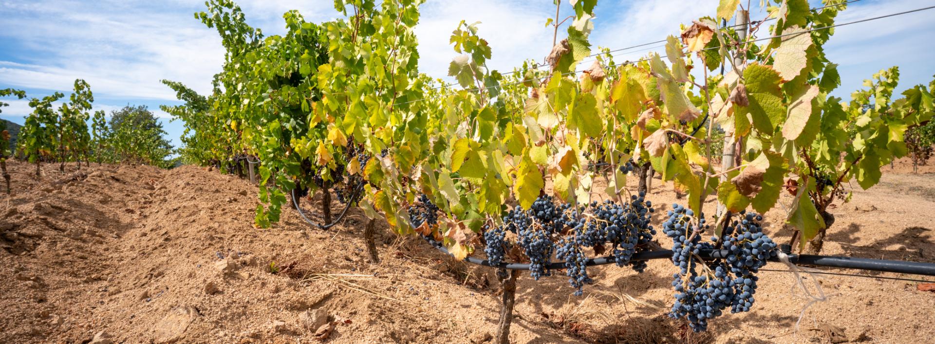Vigna lungo il sentieri 431A