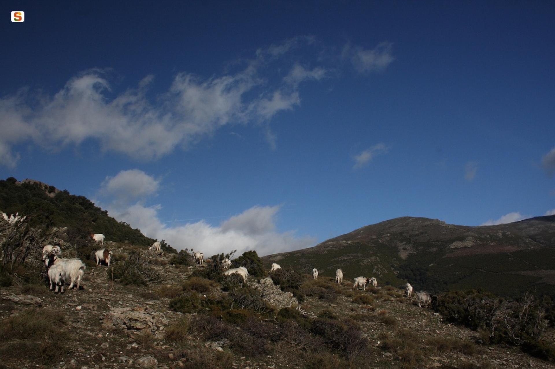 Desulo, foresta di Girgini.jpg