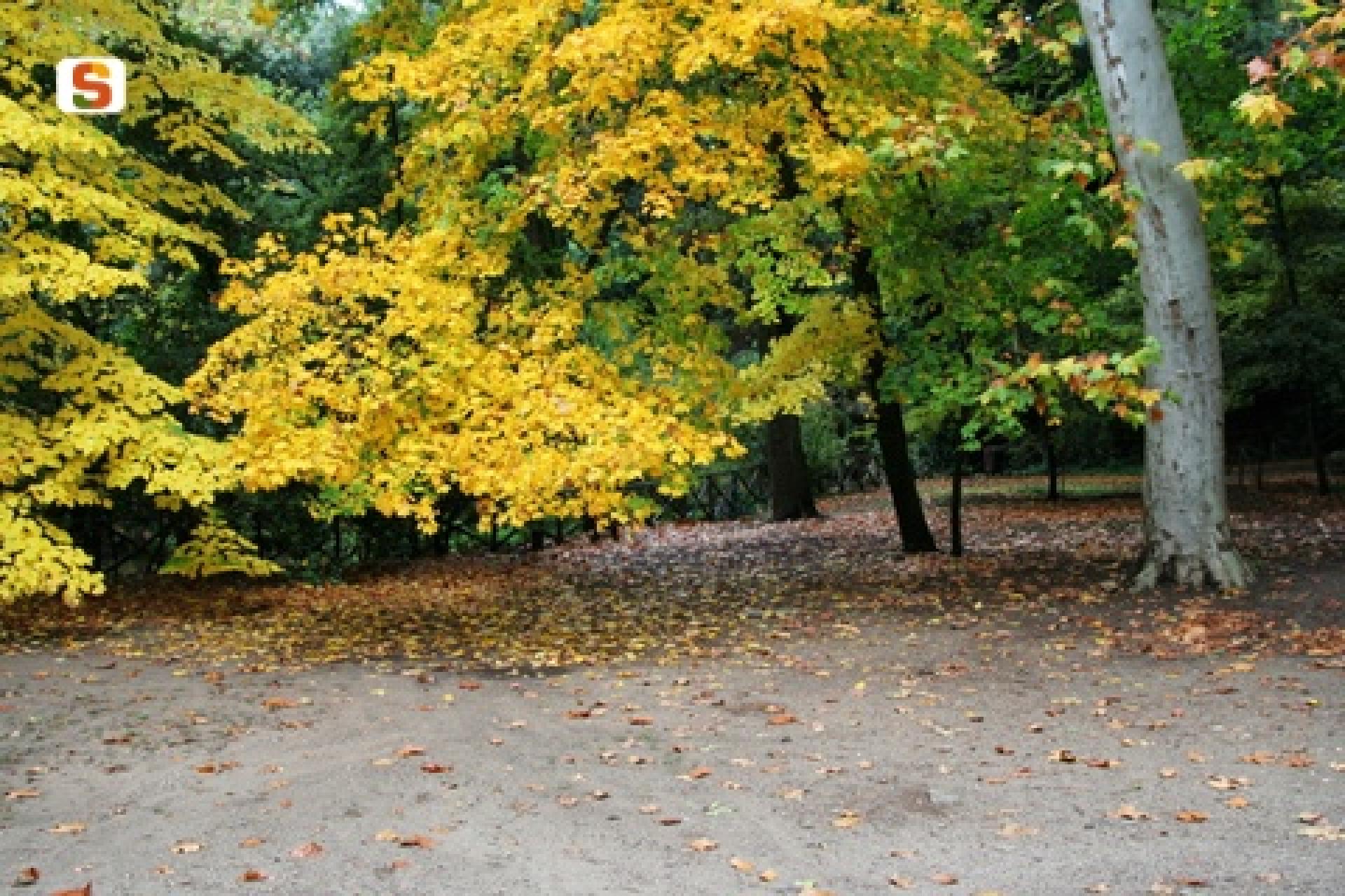 Laconi, acero nel parco Aymerich.jpg